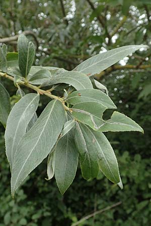 Salix alba var. caerulea \ Kricketschlger-Weide, D Groß-Gerau 28.7.2017