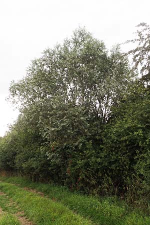 Salix alba var. caerulea \ Kricketschlger-Weide, D Groß-Gerau 28.7.2017