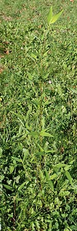 Sasa kurilensis \ Kurilen-Zwerg-Bambus, Riesenblatt-Bambus / Kuril Islands Bamboo, Broad-Leaf Bamboo, D Weinheim an der Bergstraße 14.10.2017