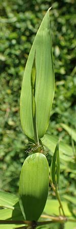 Sasa kurilensis \ Kurilen-Zwerg-Bambus, Riesenblatt-Bambus / Kuril Islands Bamboo, Broad-Leaf Bamboo, D Weinheim an der Bergstraße 14.10.2017