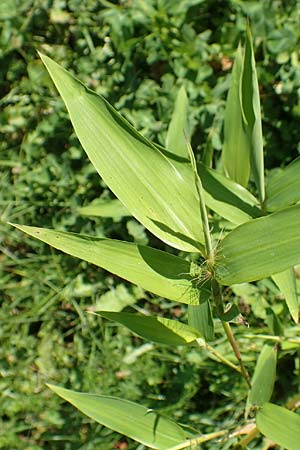 Sasa kurilensis \ Kurilen-Zwerg-Bambus, Riesenblatt-Bambus / Kuril Islands Bamboo, Broad-Leaf Bamboo, D Weinheim an der Bergstraße 14.10.2017