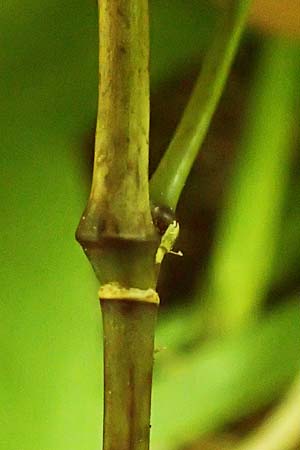 Sasamorpha borealis \ Nordischer Zwerg-Bambus / Boreal Bamboo, D Heidelberg 26.10.2017