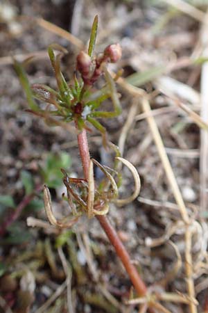 Spergula arvensis / Corn Spurrey, D St. Leon - Rot 23.3.2018