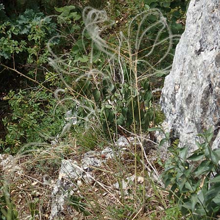 Stipa eriocaulis subsp. austriaca \ Zierliches Federgras / Austrian Feather-Grass, D Beuron 26.6.2018