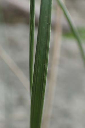 Stipa eriocaulis subsp. austriaca \ Zierliches Federgras / Austrian Feather-Grass, D Beuron 26.6.2018