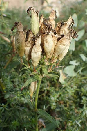 Saponaria officinalis \ Gemeines Seifenkraut, D Mannheim 22.9.2018