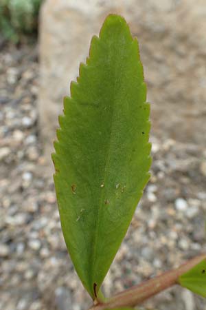 Sedum aizoon \ Deckblatt-Asienfetthenne / Aizoon Stonecrop, D Botan. Gar. Krefeld 13.6.2019