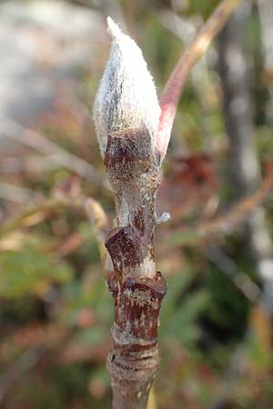 Sorbus aucuparia \ Vogelbeere, Eberesche / Rowan, D Schwarzwald/Black-Forest, Hornisgrinde 6.9.2019