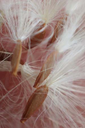 Sonchus asper \ Raue Gnsedistel, D Aachen 9.6.2020