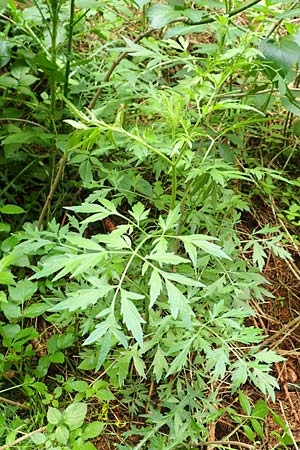 Sambucus nigra forma laciniata \ Geschlitztblttriger Schwarzer Holunder, D Brilon-Scharfenberg 11.6.2020