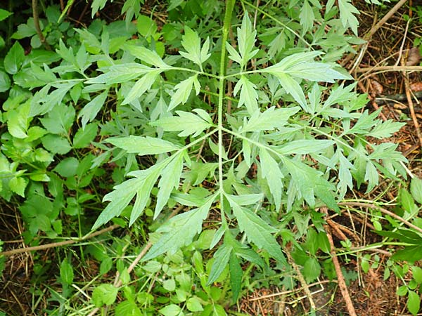 Sambucus nigra forma laciniata \ Geschlitztblttriger Schwarzer Holunder, D Brilon-Scharfenberg 11.6.2020