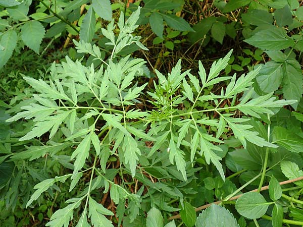 Sambucus nigra forma laciniata \ Geschlitztblttriger Schwarzer Holunder, D Brilon-Scharfenberg 11.6.2020