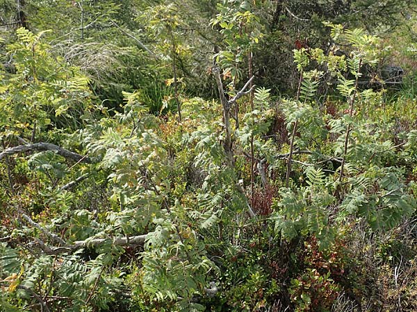 Sorbus aucuparia \ Vogelbeere, Eberesche / Rowan, D Schwarzwald/Black-Forest, Hornisgrinde 22.7.2020