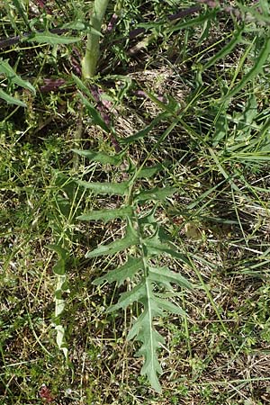 Sisymbrium altissimum \ Riesen-Rauke, Ungarische Rauke / Tall Rocket, D Grünstadt-Asselheim 28.5.2021