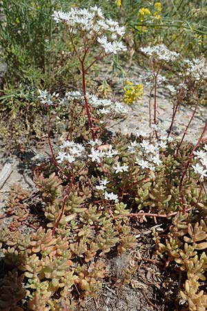 Sedum album \ Weier Mauerpfeffer / White Stonecrop, D Mannheim 19.6.2021