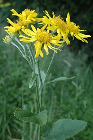 Senecio alpinus \ Alpen-Greiskraut / Alpine Ragwort, D Altusried-Walzlings 12.7.2021