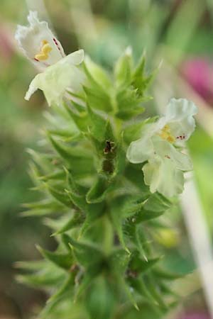 Stachys annua \ Einjhriger Ziest / Annual Yellow Woundwort, D Grünstadt-Asselheim 6.8.2021