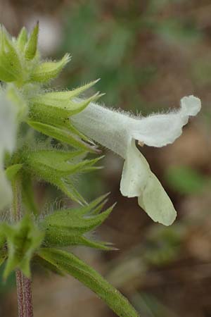 Stachys annua \ Einjhriger Ziest / Annual Yellow Woundwort, D Grünstadt-Asselheim 6.8.2021