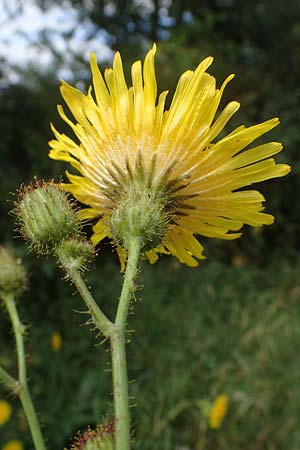 Sonchus arvensis \ Acker-Gnsedistel / Perennial Sow-Thistle, Common Field Sow-Thistle, D Neuleiningen 26.8.2021