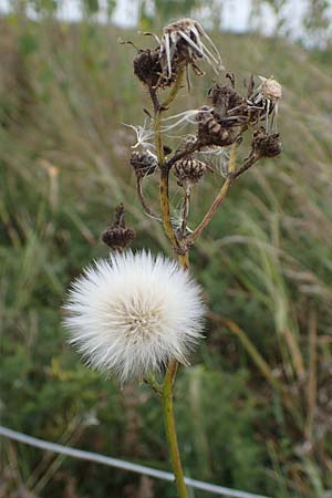 Sonchus arvensis var. maritimus \ Strand-Gnsedistel, D Hohwacht 13.9.2021