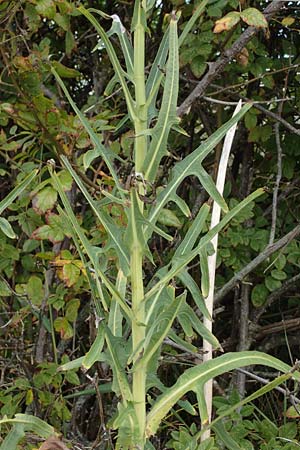 Sonchus arvensis var. maritimus \ Strand-Gnsedistel / Sea Sow-Thistle, D Hohwacht 14.9.2021