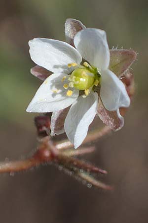 Spergula arvensis \ Acker-Sprgel / Corn Spurrey, D Waghäusel-Kirrlach 9.4.2022