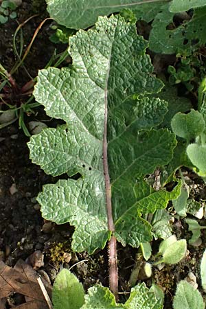 Salvia austriaca / Austrian Sage, D  8.4.2024