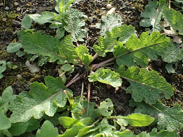 Salvia austriaca / Austrian Sage, D  8.4.2024