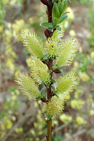Salix alpina / Alpine Willow, D  8.4.2024