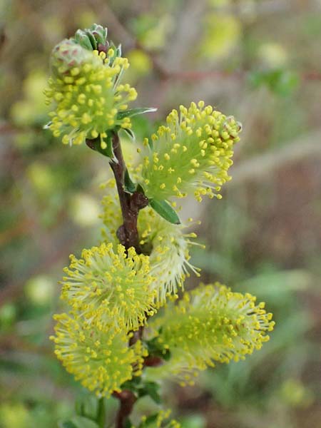 Salix alpina \ Alpen-Weide / Alpine Willow, D  8.4.2024