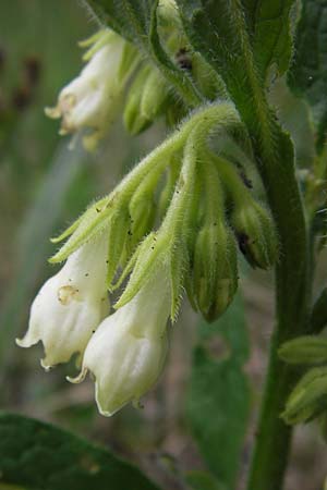 Symphytum bohemicum \ Weier Arznei-Beinwell / Bohemian Comfrey, D Pfalz, Speyer 3.5.2013