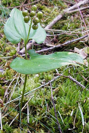 Maianthemum bifolium \ Schattenblmchen / May Lily, False Lily of the Valley, D Schwarzwald/Black-Forest, Alpirsbach 26.7.2015