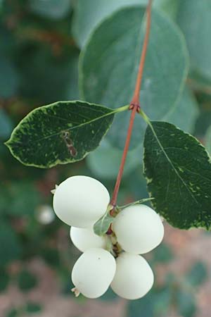 Symphoricarpos albus \ Schneebeere / Snowberry, D Mannheim 18.8.2015