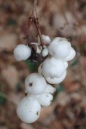 Symphoricarpos albus \ Schneebeere / Snowberry, D Mannheim 6.12.2015