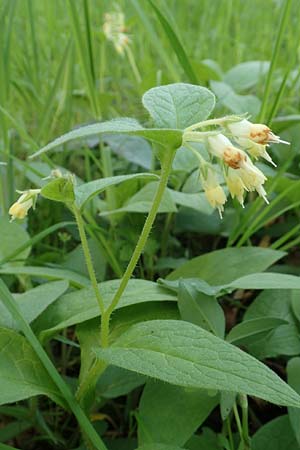 Symphytum bulbosum \ Knollen-Beinwell, Kleinbltiger Beinwell / Bulbous Comfrey, D Heidelberg 21.4.2016