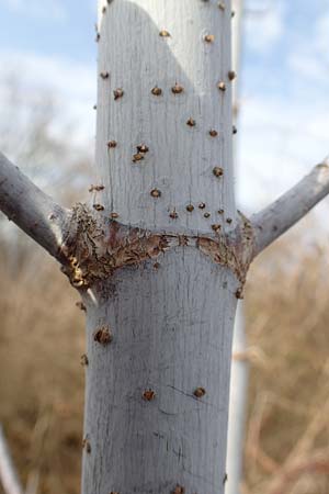 Acer negundo \ Eschen-Ahorn / Box Elder, D Mannheim 19.2.2017