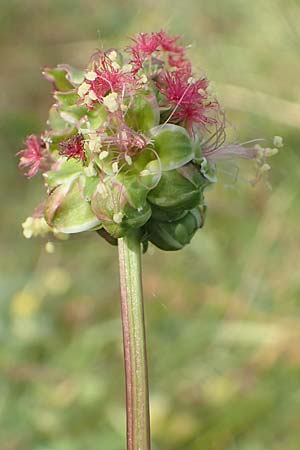 Sanguisorba minor subsp. balearica / Small Burnet, D Biebesheim 12.5.2018