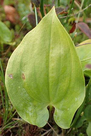 Maianthemum bifolium \ Schattenblmchen, D Harz, Sonnenberg 24.8.2018