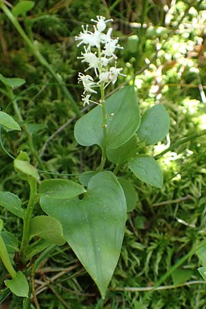 Maianthemum bifolium \ Schattenblmchen / May Lily, False Lily of the Valley, D Rosenthal 15.6.2019