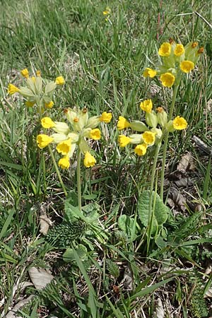 Primula veris \ Frhlings-Schlsselblume, Wiesen-Schlsselblume, D Neuleiningen 22.4.2021