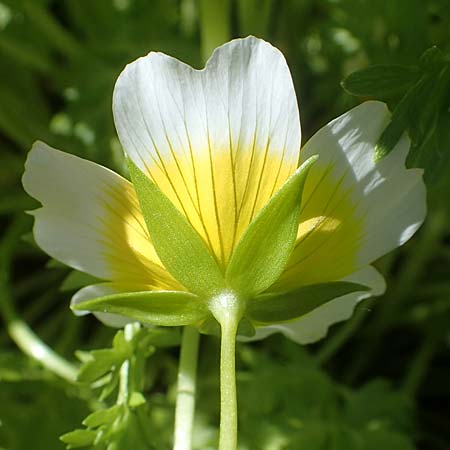 Limnanthes douglasii \ Douglas-Sumpfblume, Spiegelei-Blume / Meadowfoam, Poached Egg Plant, D Frankfurt-Sossenheim 29.5.2021