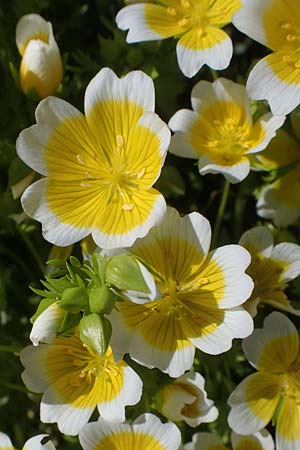 Limnanthes douglasii \ Douglas-Sumpfblume, Spiegelei-Blume / Meadowfoam, Poached Egg Plant, D Frankfurt-Sossenheim 29.5.2021