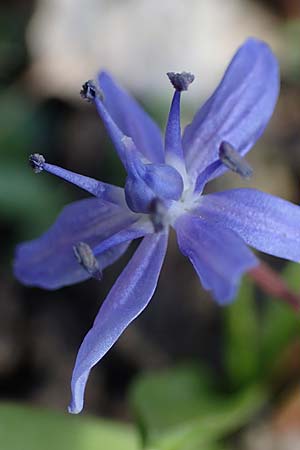 Scilla bifolia s.str. / Alpine Squill, D Ludwigshafen 14.2.2022