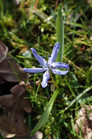 Scilla bifolia s.str. \ Zweiblttriger Blaustern / Alpine Squill, D Ludwigshafen 1.3.2022