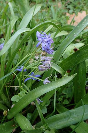 Scilla bifolia s.str. / Alpine Squill, D Mannheim 30.3.2022