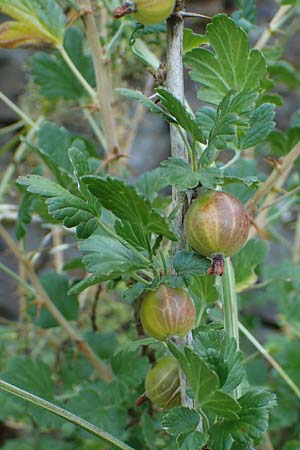 Ribes uva-crispa \ Stachelbeere, D Hatzenport 19.6.2022