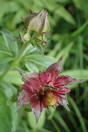 Potentilla palustris \ Sumpf-Blutauge, D Rhön, Schwarzes Moor 20.6.2023