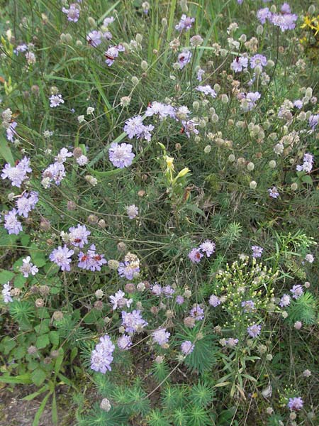 Scabiosa canescens \ Graue Skabiose, Duft-Skabiose / Fragrant Scabious, D Schwetzingen 4.9.2006