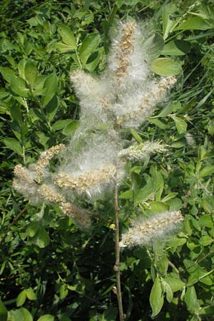 Salix caprea \ Sal-Weide / Goat Willow, D Rastatt 28.4.2007