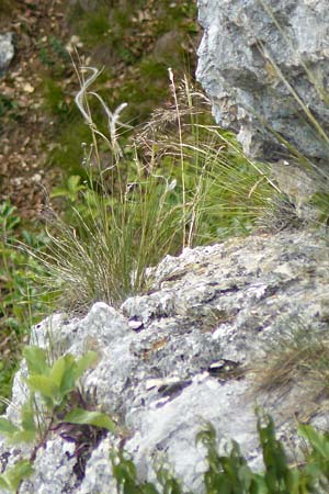 Stipa calamagrostis \ Silber-Raugras, Silber-Ährengras / Rough Feather-Grass, Silver Spike Grass, D Beuron 26.6.2018